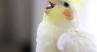 Как да определим възрастта на папагала corella